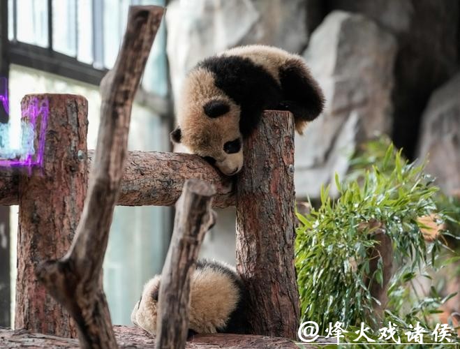 滑滑梯、喝盆盆奶……上海野生动物园官宣：沪产熊猫龙凤胎春节将与游客见面