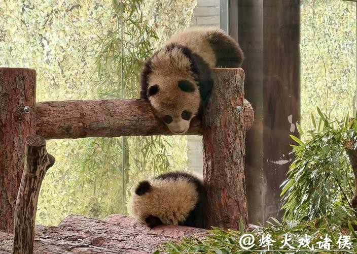 滑滑梯、喝盆盆奶……上海野生动物园官宣：沪产熊猫龙凤胎春节将与游客见面