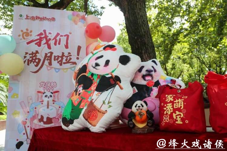 滑滑梯、喝盆盆奶……上海野生动物园官宣：沪产熊猫龙凤胎春节将与游客见面